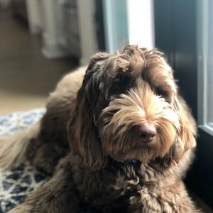 Meet your Posher, Ava